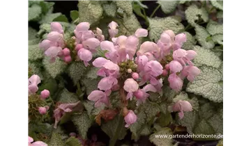 Gartenbaumschule Becker