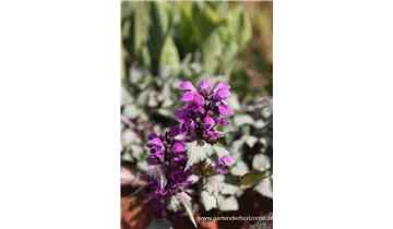 Gartenbaumschule Becker