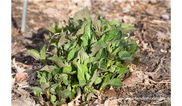 Gartenbaumschule Becker