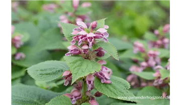 Gartenbaumschule Becker
