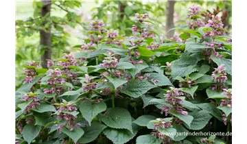 Gartenbaumschule Becker