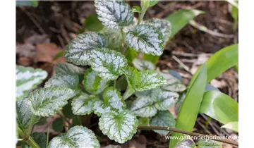 Gartenbaumschule Becker