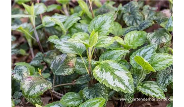 Gartenbaumschule Becker