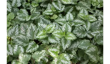 Gartenbaumschule Becker