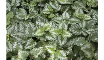 Gartenbaumschule Becker