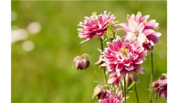 Gartenbaumschule Becker