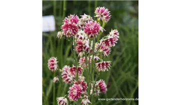 Gartenbaumschule Becker
