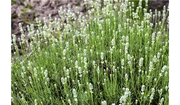 Gartenbaumschule Becker