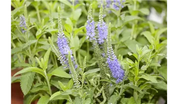 Gartenbaumschule Becker