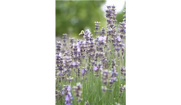 Gartenbaumschule Becker