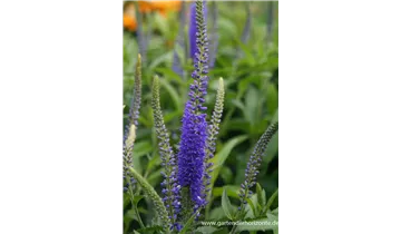 Gartenbaumschule Becker