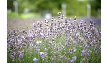 Gartenbaumschule Becker