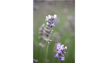 Gartenbaumschule Becker