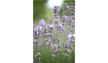 Gartenbaumschule Becker