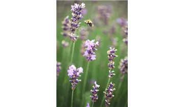 Gartenbaumschule Becker