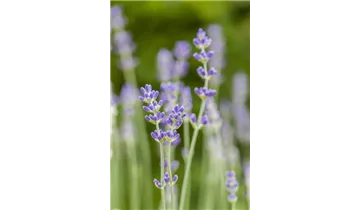 Gartenbaumschule Becker