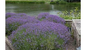 Gartenbaumschule Becker