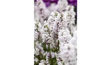 Gartenbaumschule Becker