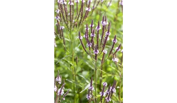 Gartenbaumschule Becker