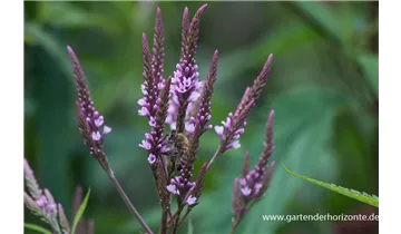 Gartenbaumschule Becker