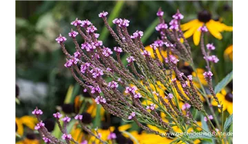 Gartenbaumschule Becker