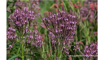 Gartenbaumschule Becker