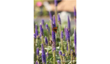 Gartenbaumschule Becker