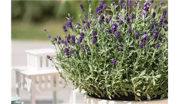 Gartenbaumschule Becker