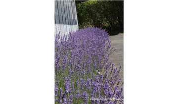 Gartenbaumschule Becker