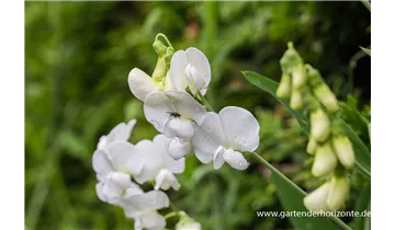 Gartenbaumschule Becker