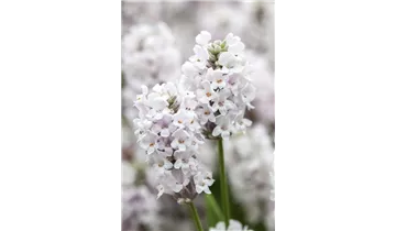 Gartenbaumschule Becker