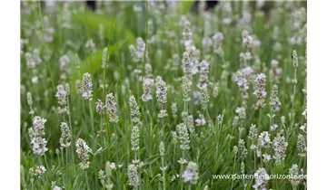 Gartenbaumschule Becker