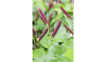 Gartenbaumschule Becker