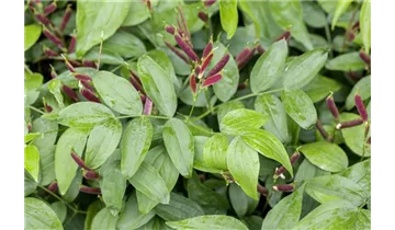 Gartenbaumschule Becker