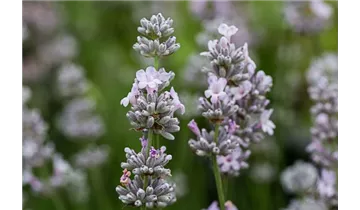 Gartenbaumschule Becker