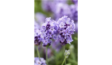 Gartenbaumschule Becker