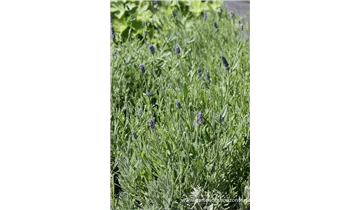 Gartenbaumschule Becker