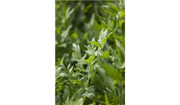 Gartenbaumschule Becker