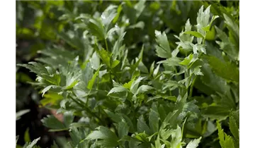 Gartenbaumschule Becker