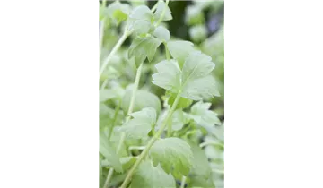 Gartenbaumschule Becker