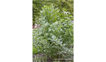 Gartenbaumschule Becker