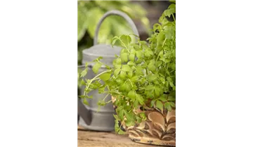 Gartenbaumschule Becker