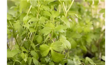 Gartenbaumschule Becker