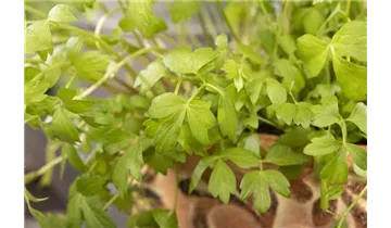 Gartenbaumschule Becker