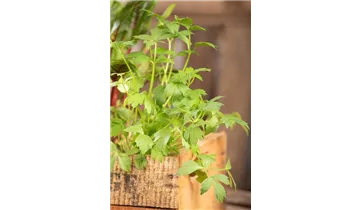 Gartenbaumschule Becker