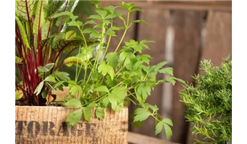 Gartenbaumschule Becker