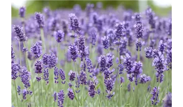 Gartenbaumschule Becker