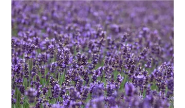 Gartenbaumschule Becker