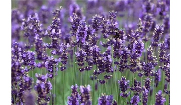 Gartenbaumschule Becker