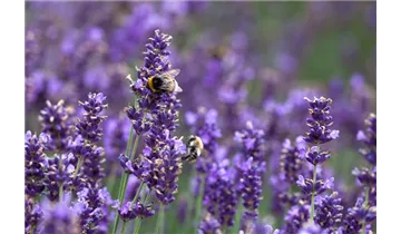 Gartenbaumschule Becker